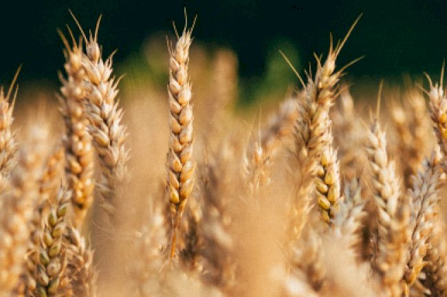 Tarımsal Destekleme Ödemeleri Üzerinden Tahsil Edilen Verginin İadesine İlişkin 316 Seri Nolu Gelir Vergisi Genel Tebliği Resmi Gazete’de Yayımlanmıştır