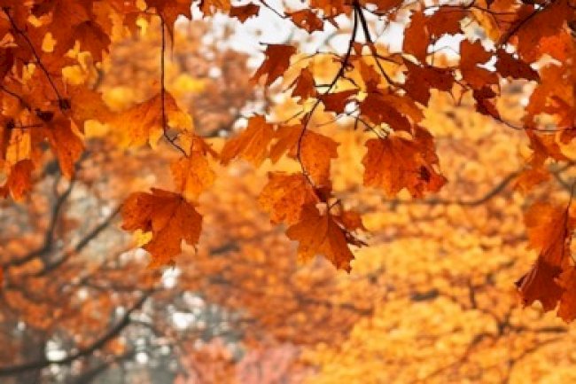 EKİM 2024 VERGİ TAKVİMİ