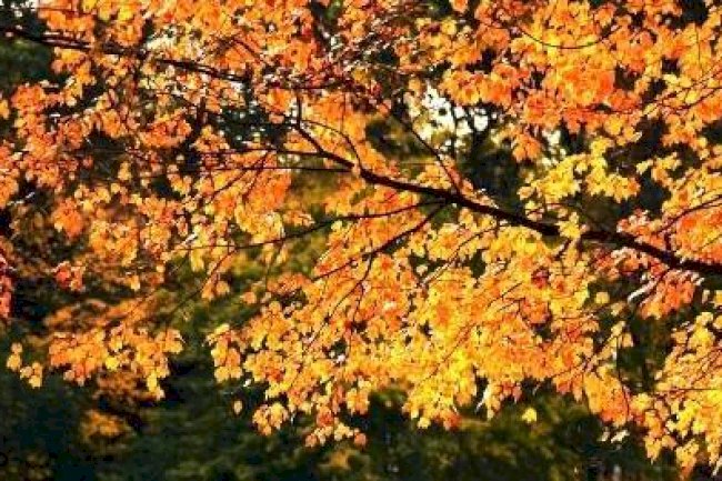 KASIM 2025 VERGİ TAKVİMİ