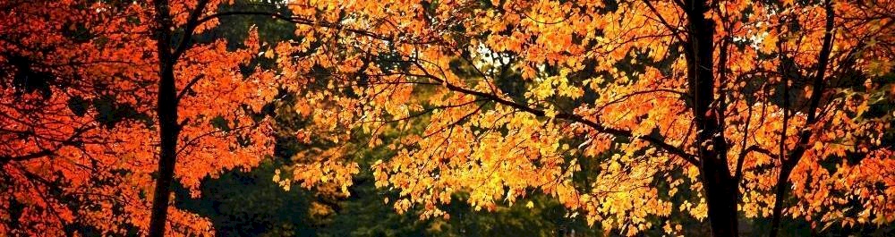 KASIM 2025 VERGİ TAKVİMİ